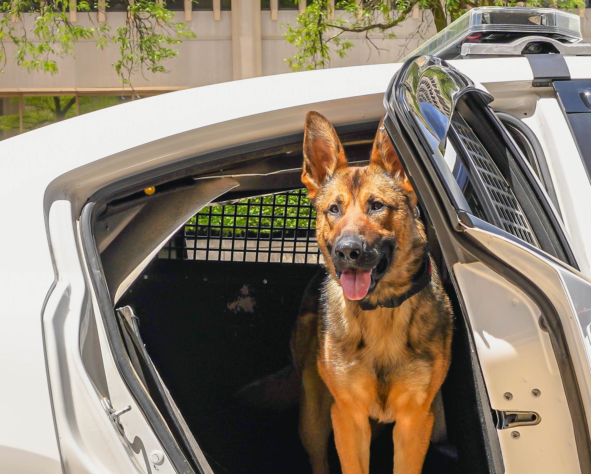 K9 in car